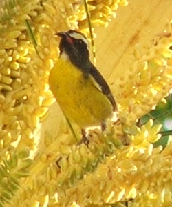 Bananaquit or Coereba          flaveola in Sugar Cane Club garden