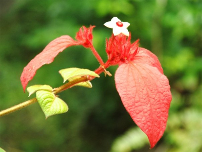 Nice plant seen at The Flower          Forest