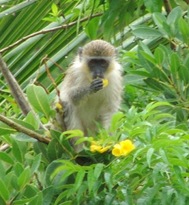 Green monkey in Sugar Cane Club garden
