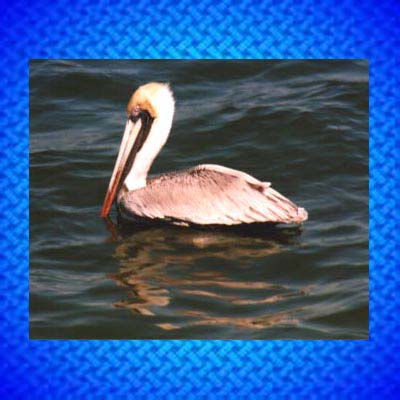 Brown                    Pelican jpg