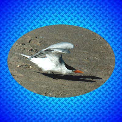 Royal Tern                    jpg