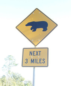Bears for 3 miles watch out