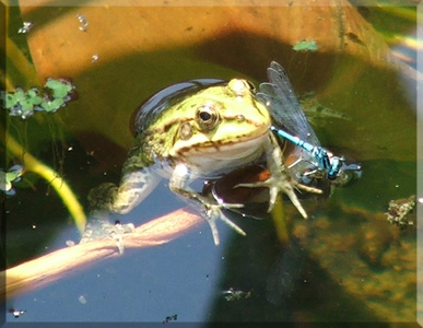 Green frog Blue Dragonfly