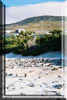 Boulders Beach at Simon's          Town