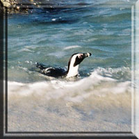 Jackass or African Penguin