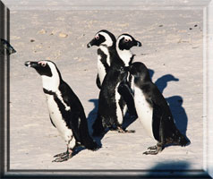 Jackass penguin          group 3 adults and a youngster