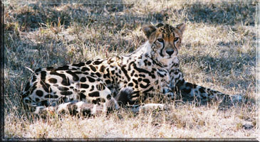 King cheetah