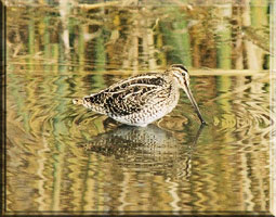 ethiopian snipe