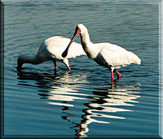 spoonbills