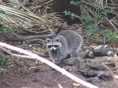 Raccoon in Lori Wilson Park behind Cocoa Beach