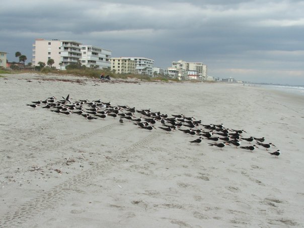 black                    skimmers on Cocoa Beach