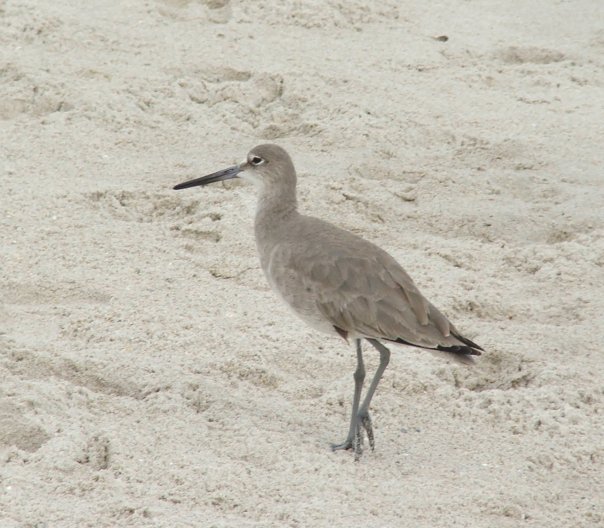 Willet on Cocoa Beach