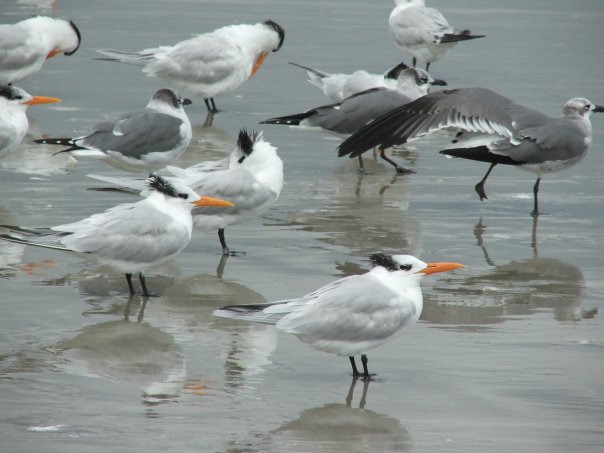 Royal                    Terns and gulls on Cocoa Beach