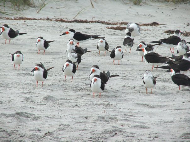 black                    skimmers on Cocoa Beach