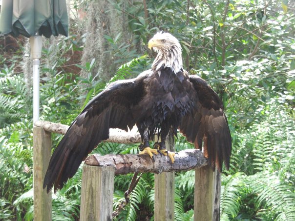 Bald                    Eagle